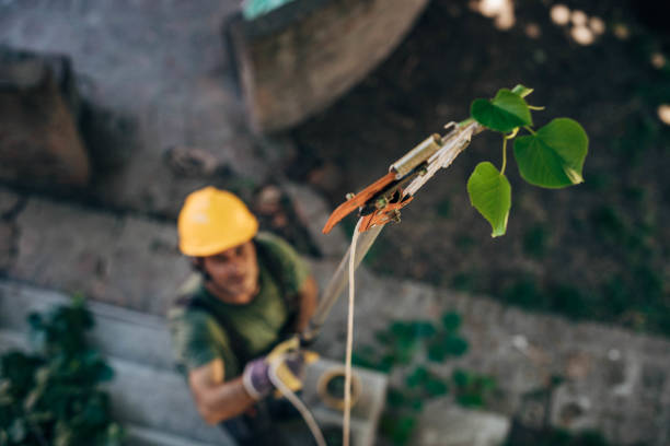 Tree and Shrub Care in Dexter, MO