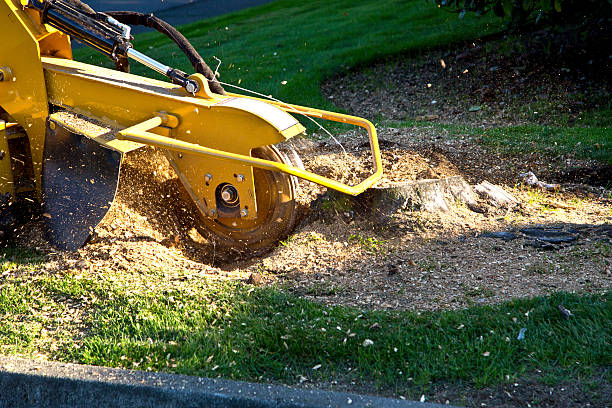 Artificial Turf Installation in Dexter, MO